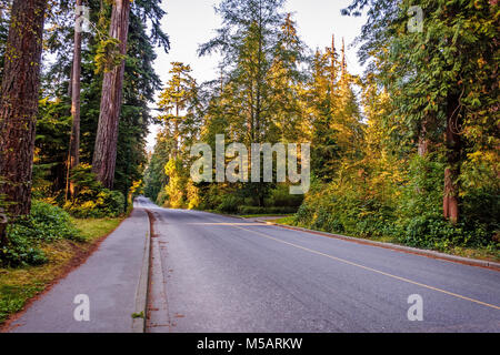Asphalt und Fußgänger Gehweg in einem Park mit Bäumen und grünen Büschen im Sommer Stockfoto