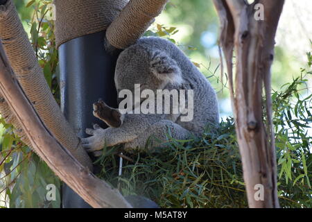 Koala Stockfoto