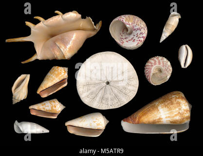 Muscheln mit schwarzem Hintergrund Stockfoto
