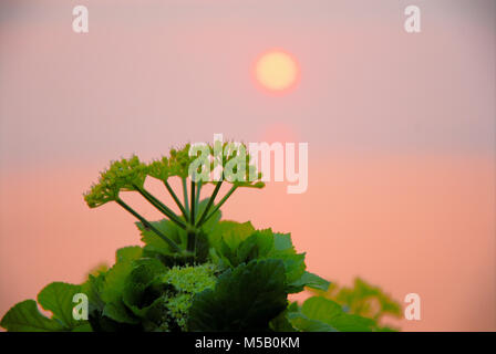 Die Lyme Bay, Dorset. 21. Februar 2018 - ein wunderschöner Sonnenuntergang über die Lyme Bay, von der Isle of Portland in Dorset Credit gesehen: stuart Hartmut Ost/Alamy leben Nachrichten Stockfoto