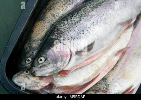 Regenbogenforellen gefangen Fliegenfischen aus einem Reservoir in Dorset England UK GB Stockfoto