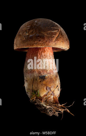 Eine einzelne Scarletina bolete, Neoboletus luridiformis auf schwarzem Hintergrund Hampshire England UK GB. Stockfoto