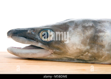 Der Kopf einer europäischen Meeraal, Meeraal Meeraal, gefangen Ufer Angeln mit Rute und Leitung von Chesil Beach in Dorset England UK GB. Studio Bild. Stockfoto