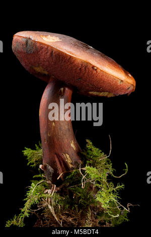 Eine einzelne Scarletina bolete, Neoboletus luridiformis auf einem schwarzen Hintergrund mit Moos und Erde in wachsenden war. Hampshire England UK GB. Stockfoto