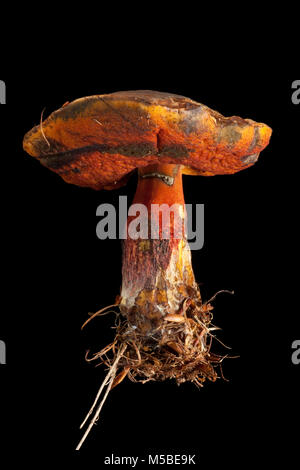 Eine einzelne Scarletina bolete, Neoboletus luridiformis auf schwarzem Hintergrund Hampshire England UK GB. Stockfoto