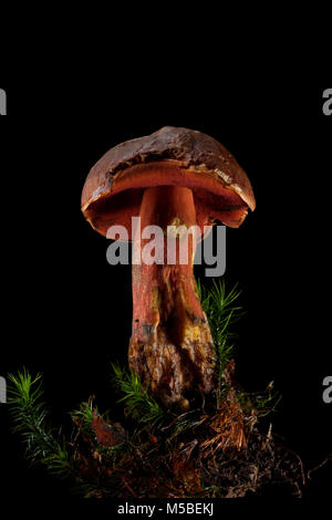 Eine einzelne Scarletina bolete, Neoboletus luridiformis auf einem schwarzen Hintergrund mit Moos und Erde in wachsenden war. Hampshire England UK GB. Stockfoto