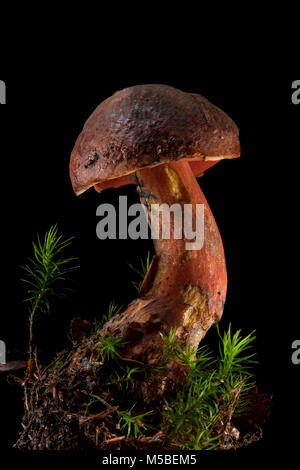 Eine einzelne Scarletina bolete, Neoboletus luridiformis auf einem schwarzen Hintergrund mit Moos und Erde in wachsenden war. Hampshire England UK GB. Stockfoto