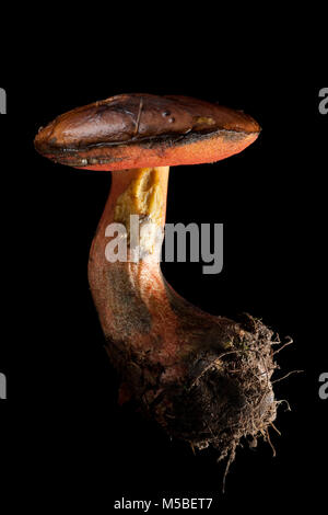 Eine einzelne Scarletina bolete, Neoboletus luridiformis auf schwarzem Hintergrund Hampshire England UK GB. Stockfoto