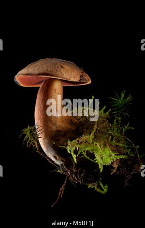 Eine einzelne Scarletina bolete, Neoboletus luridiformis auf einem schwarzen Hintergrund mit Moos und Erde in wachsenden war. Hampshire England UK GB. Stockfoto