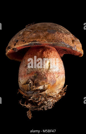 Eine einzelne Scarletina bolete, Neoboletus luridiformis auf schwarzem Hintergrund Hampshire England UK GB. Stockfoto