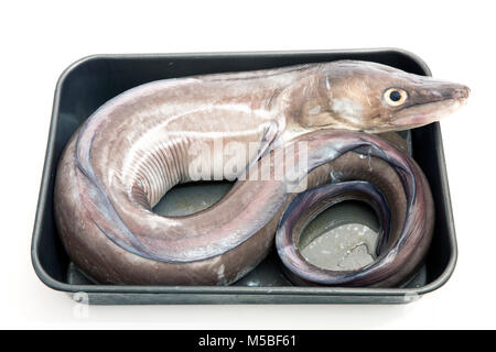 Eine europäische Meeraal, Meeraal Meeraal, von Chesil Beach mit Stab und Linie gefangen und auf weißem Hintergrund in einem Studio fotografiert. Dorset England UK GB Stockfoto