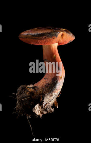 Eine einzelne Scarletina bolete, Neoboletus luridiformis auf schwarzem Hintergrund Hampshire England UK GB. Stockfoto