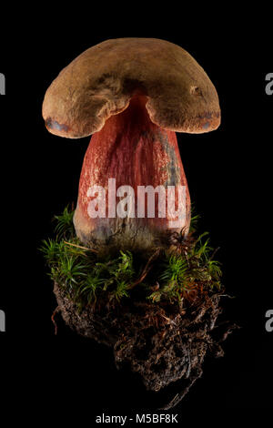 Eine einzelne Scarletina bolete, Neoboletus luridiformis auf einem schwarzen Hintergrund mit Moos und Erde in wachsenden war. Hampshire England UK GB. Stockfoto