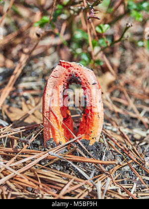 Clathrus Ruber, Cage Exemplar des Gemeinen Stinkmorchels, oder Korb Exemplar des Gemeinen Stinkmorchels wachsen auf Waldboden, Montgomery, Alabama, USA. Stockfoto