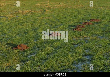 Reihe von frischem Maulwurf (Talpa europaea) Berge im frostigen Bereich Prediger-on-Sea, Norfolk, Großbritannien Dezember Stockfoto