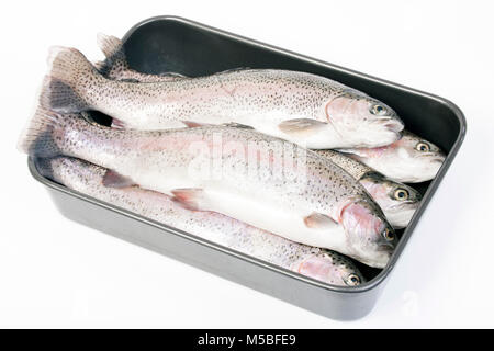 Regenbogenforellen gefangen Fliegenfischen in einem Vorratsbehälter in Dorset England UK GB. Auf weißem Hintergrund fotografiert. Stockfoto