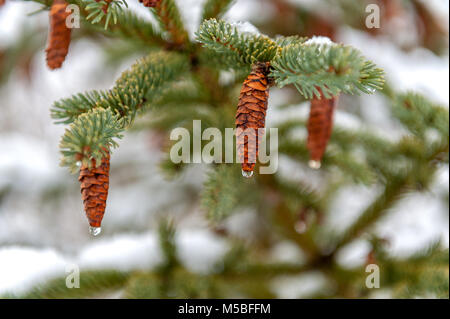 Wassertropfen auf Tannenzapfen Stockfoto