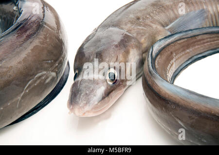 Ein paar der europäischen Conger Aale, Conger Conger, von Chesil Beach in Dorset Ufer angeln mit Stab und Linie gefangen. Dorset England UK GB. Studio pic. Stockfoto