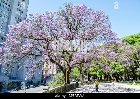 Buenos Aires Argentinien, Plaza San Martin, Park, Grünfläche, Jacaranda mimosifolia, subtropischer Baum, blau-violette Blumen, blühend, Schatten, Mann Männer männlich, walki Stockfoto