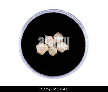 Menge fünf Rhodizite crystal aus Madagaskar in Schutzhülle auf schwarzem Hintergrund Stockfoto