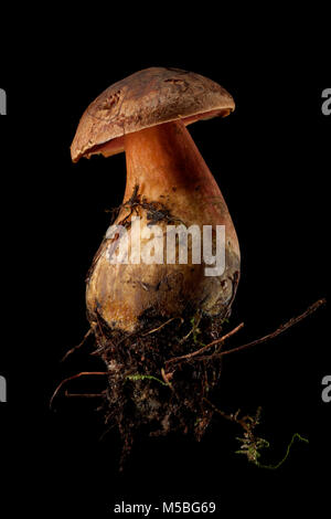 Eine einzelne Scarletina bolete, Neoboletus luridiformis auf schwarzem Hintergrund Hampshire England UK GB. Stockfoto