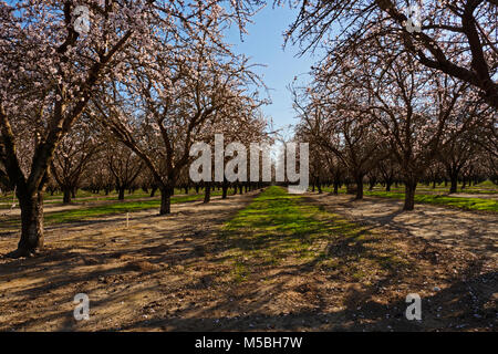 Mandelblüte auf französische Lager Orchard Road, in der Nähe von Manteca, Kalifornien. Stockfoto