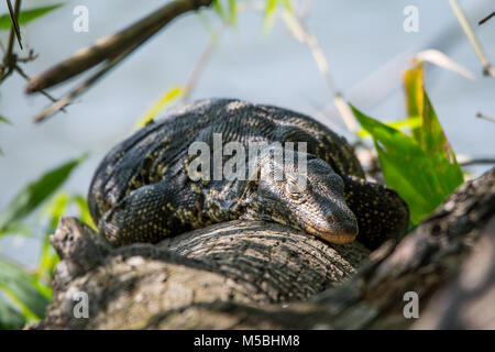 Asiatische Wasser Monitor (Varanus Salvator) Stockfoto