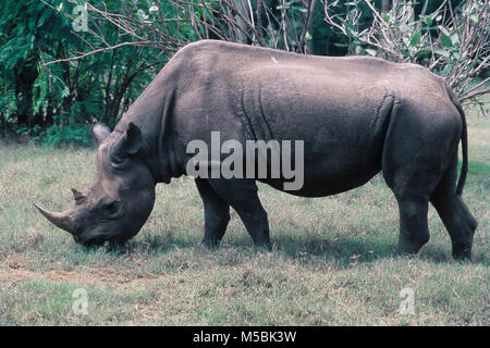 Indische Nashorn in Mysore Zoo in Karnataka, Indien Stockfoto