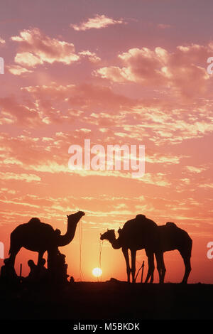 Kamel Zug caravan bei Sonnenuntergang in Pushkar Fair, Rajasthan, Indien Stockfoto