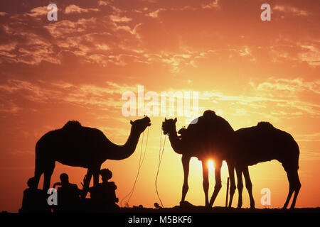 Rajasthani Männer ruht mit Kamel, Pushkar Fair, Rajasthan, Indien Stockfoto