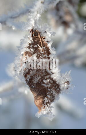 Blatt hängend an einem Zweig im Winter mit Eiskristallen - Februar - Suhl, Deutschland Stockfoto