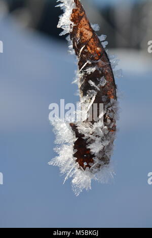 Blatt hängend an einem Zweig im Winter mit Eiskristallen - Februar - Suhl, Deutschland Stockfoto