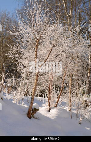 Magische sonnigen Tag - Birke mit Eiskristallen Stockfoto