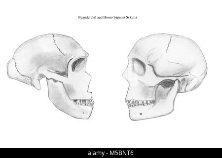 Bleistift Skizzen von Neandertalern (links) und modernen menschlichen Schädel (rechts) Stockfoto