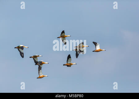 Mehrere natürliche ruddy Brandgänse (tadorna ferruginea) im Flug, blauer Himmel Stockfoto