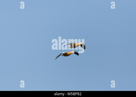 Zwei natürliche ruddy Brandgänse (tadorna ferruginea) im Flug, blauer Himmel Stockfoto