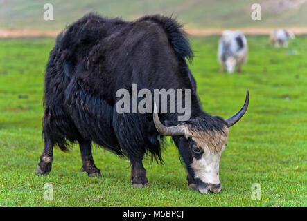 Schwarz inländische Yak (Bos grunniens) mit Hörnern auf einer Weide, gorkhi-terelj Nationalpark, Mongolei Stockfoto