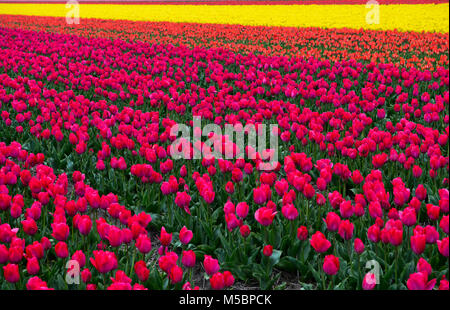 Anbau der Tulpen für die Herstellung von tulpenzwiebeln, Bollenstreek, Noordwijkerhout, Niederlande Stockfoto