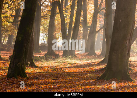 Schöne Herbstfarben von einer Buche Waldland in Hertfordshire, England Stockfoto