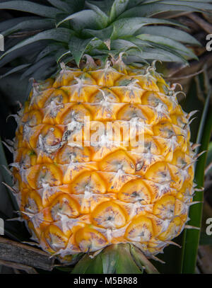 Süße Ananas in den Garten gepflanzt, Tropische Früchte Stockfoto