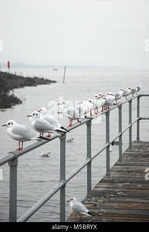 Black-headed Möwen (Larus ridibundus) im Winter Gefieder auf Geländer in der Nähe von Lough Neagh Nordirland, Großbritannien Stockfoto