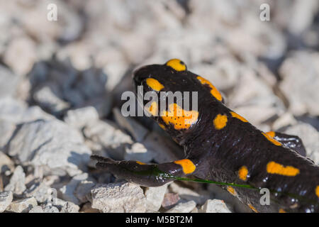 Seitenansicht natürliche Feuersalamander (salamandra Salamandra) auf den Steinen in der Sonne entdeckt Stockfoto