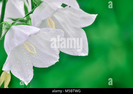 Campanula zarten weißen Blüten mit Wassertropfen von Tau in der Nähe fallen - bis auf einen unscharfen Hintergrund mit Platz für Text Stockfoto