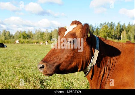 Eine Nahaufnahme auf einer Kuh, die in der Wiese/Feld whit andere Kuh dar o Weg zur Festlegung im Hintergrund. Stockfoto