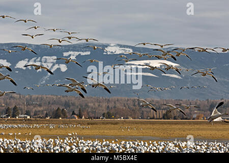 WA 13561-00 ... WASHINGTON - Schnee Gänse weiden auf ein Feld, während andere über Fliegen Sie von einem anderen Teil vom Feld, in der Nähe von Edison auf dem Sk zu verbinden Stockfoto