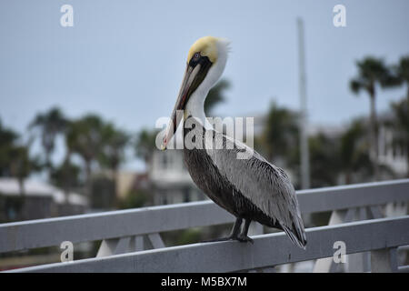 Gelber Kopf Pelican sitzen auf Bradenton Florida Pier auf Anna Maria Island ruht mit geschlossenen Flügeln Stockfoto