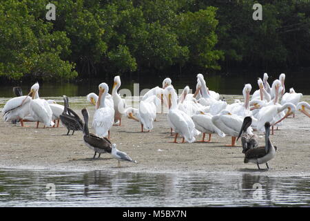 Herde von weißen und braunen Pelikane grooming auf hohen Punkt in der Sarasota Bay vor der Küste von Bradenton FL plus eine einsame Möwe Stockfoto