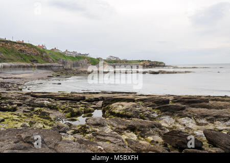 Blick über die Felsen am Collywell Bucht in Seaton Sluice, Northumberland Stockfoto