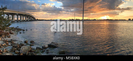 Great Blue heron Ardea Herodias steht im Wasser, wie die Sonne über der Brücke Fahrbahn, Reisen auf Marco Island, Florida. Stockfoto