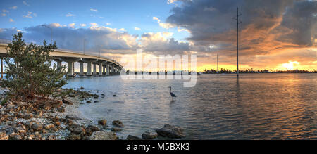 Great Blue heron Ardea Herodias steht im Wasser, wie die Sonne über der Brücke Fahrbahn, Reisen auf Marco Island, Florida. Stockfoto